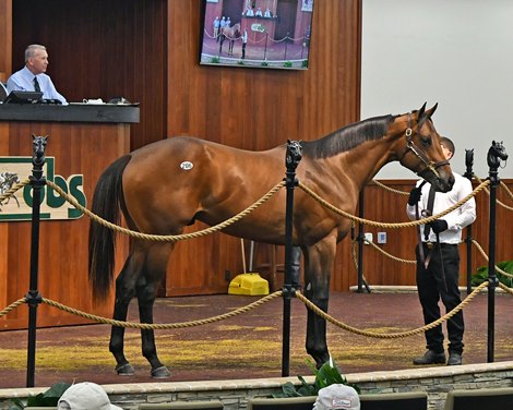 $2.3 Million Uncle Mo Colt Top First Day of OBS Spring Sale