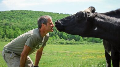 Farm Sanctuary, Then and Now: Celebrating Another Year of Kindness