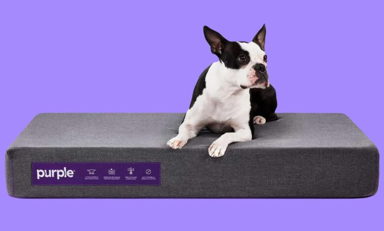 11 Best Dog and Cat Supplies Deals: Dog Beds, Cat Plants, Smart Collars