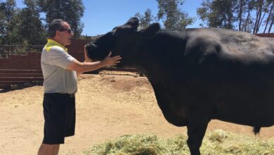 Commemorative Farm Sanctuary: Donors Reflect on 36 Years