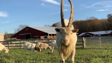 The Legend of Glen: A runaway goat found himself at Sanctuary