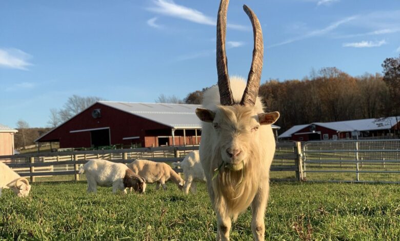 The Legend of Glen: A runaway goat found himself at Sanctuary
