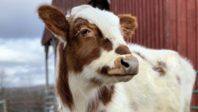 Friends for Hayes: Calf Saved From Loneliness Found Family at Sanctuary