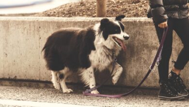 Teaching walking without a leash - Ontario SPCA and the Humane Society