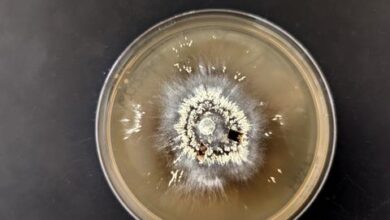 Meet the forest microorganisms that can survive large fires