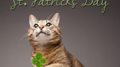 4 tips to keep pets safe on St. Patrick's Day