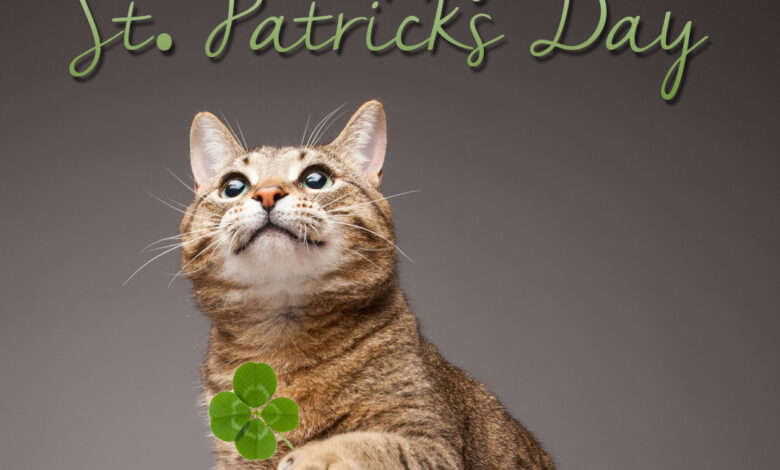 4 tips to keep pets safe on St. Patrick's Day