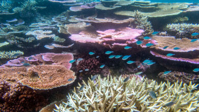 At the heart of mass coral bleaching - Still as beautiful (Part 1) - Rise to that?