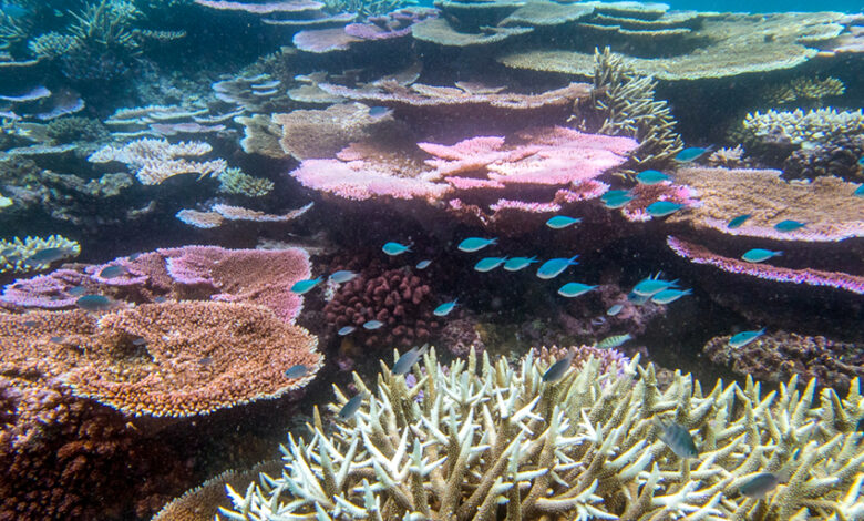 At the heart of mass coral bleaching - Still as beautiful (Part 1) - Rise to that?