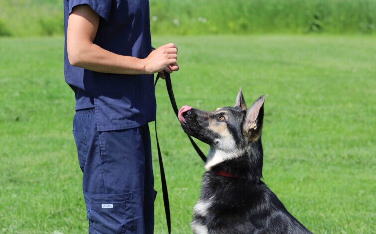 Q&A: Get inside information about the Ontario SPCA Canine Rehabilitation Center