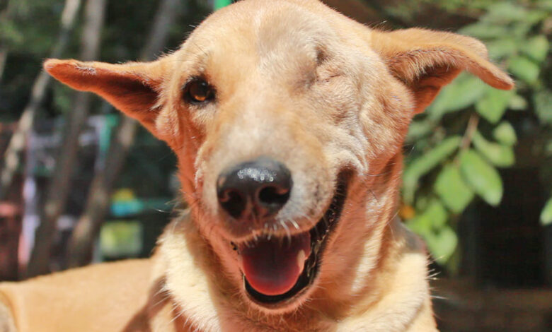 A pet dog with a broken eye was saved thanks to surgery and love.