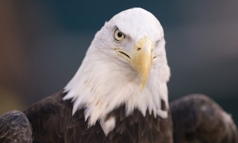 Bald eagles across America are suffering from bird flu: NPR