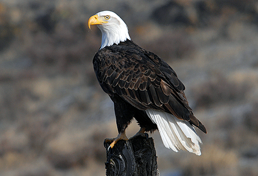 Statement on prosecution of wind energy company for illegal eagle killing