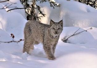 CONFIRMED: Groups secure federal agreement to assess Southern Rockies for lynx critical habitat