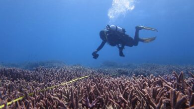 AIMS rolls out ReefCloud to speed up reef monitoring
