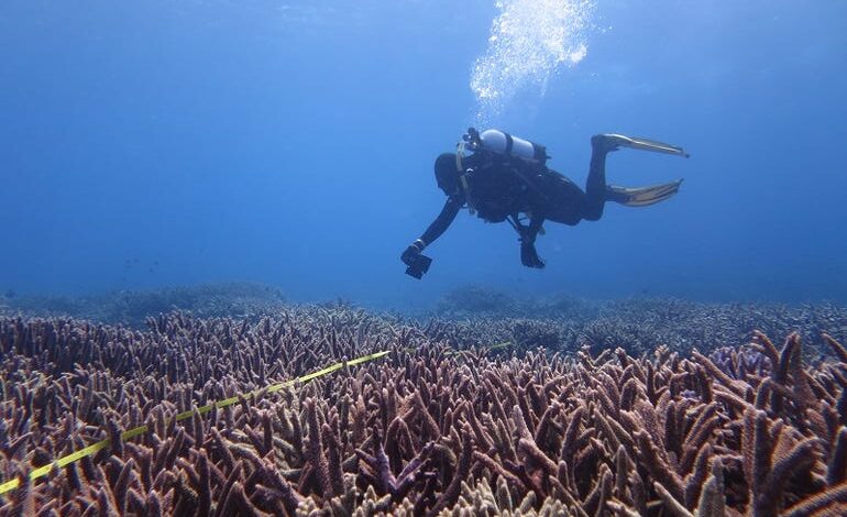 AIMS rolls out ReefCloud to speed up reef monitoring