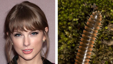 An entomologist named a new species of milipede after Taylor Swift: NPR