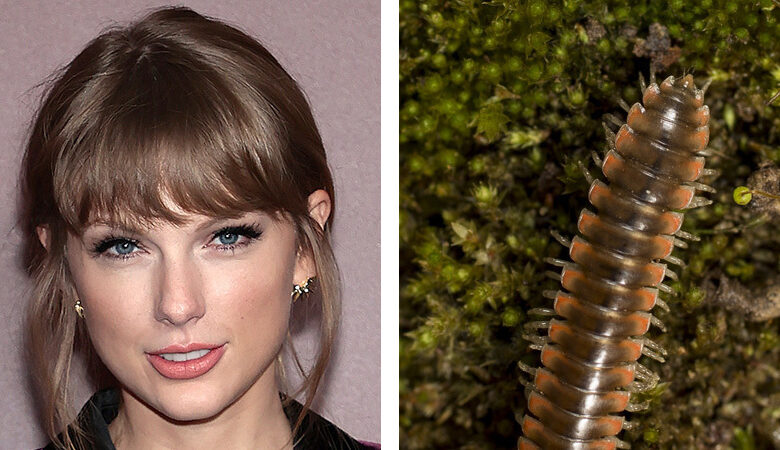 An entomologist named a new species of milipede after Taylor Swift: NPR