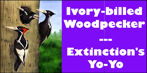 Extinction's Yo-Yo - Ivory Woodpecker - Startled by that?