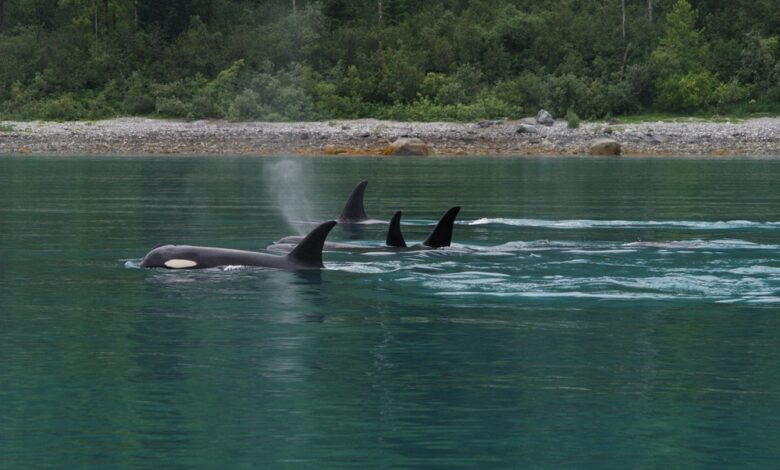 Protecting ocean sounds and feeding the future of Orcas
