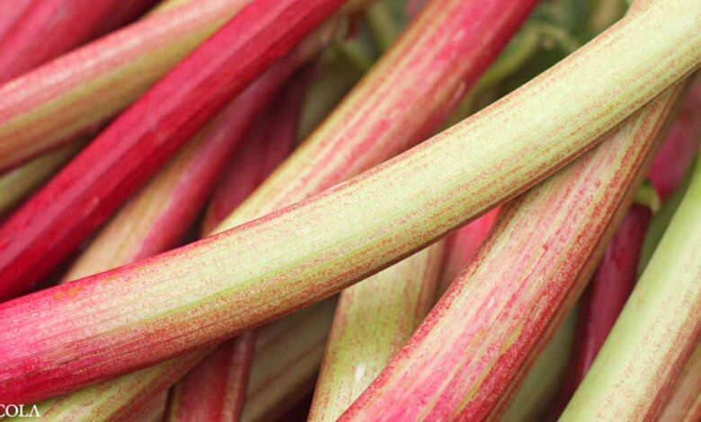 How rhubarb can prevent colon disease