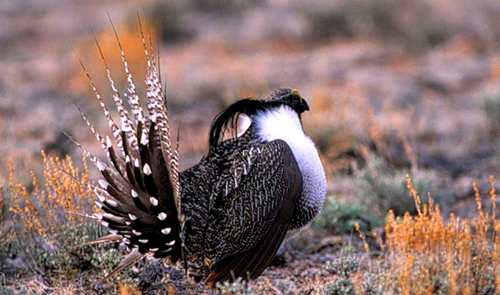 CONFIRMED: Conservationists urge Congress to push sages budget