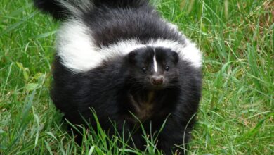 Living with Wildlife: Skunks - Ontario SPCA and Humane Society