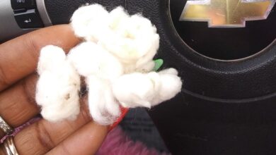 Rochester teacher suspended for telling students to pick up cotton