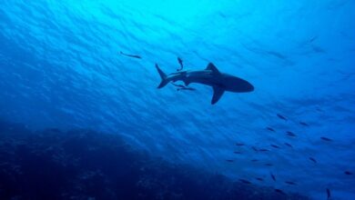 Jaw DNA and advanced sensors to pull sharks out of hot water