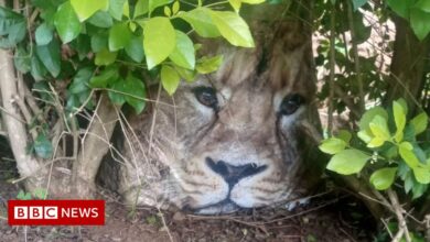 Kenya on alert after carrier's bag mistook for a stray lion