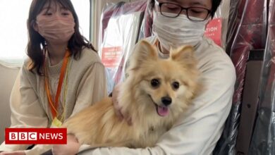 Pampered dogs ride the Japanese Shinkansen in style