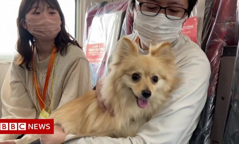 Pampered dogs ride the Japanese Shinkansen in style
