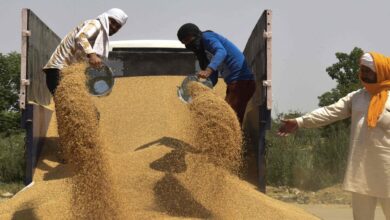 India bans most wheat exports, raising concerns about global food security