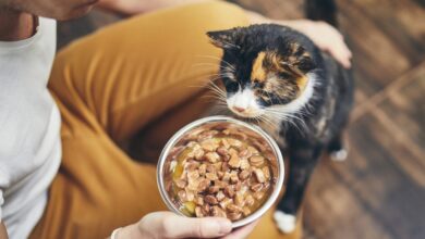 How Long Can Cats Go Without Food?  Plus, 11 reasons why cats don't eat