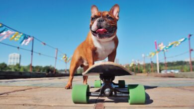 How to teach your dog to skate - Dogster