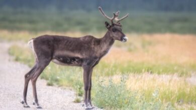 Caribou and their helminths are among the best-studied wild ruminant-parasite systems.
