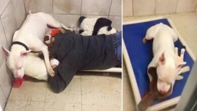Pit Bull goes deaf when her best friend gets adopted