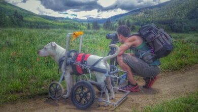 Dog in a wheelchair travels across the country with his father who is a photographer