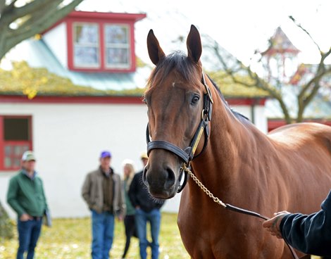 Keen Ice builds on the second Sires' KY Derby Legacy