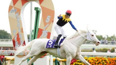 Japan's White Filly Sodashi earns a breeding ground