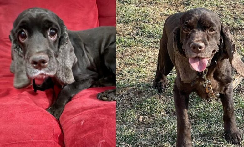 Rockstar Cocker Rescue fills a need to help the abandoned Cocker Spaniels
