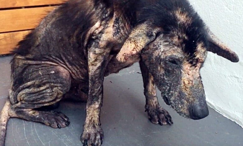 Living outside a pile of scrap at a landfill, the 'defeat' dog cries out in pain at human touch