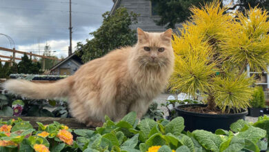 Plant shopping?  Don't forget to say hello to your local kindergarten cat