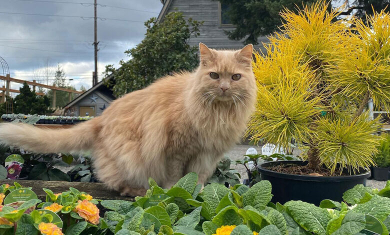 Plant shopping?  Don't forget to say hello to your local kindergarten cat