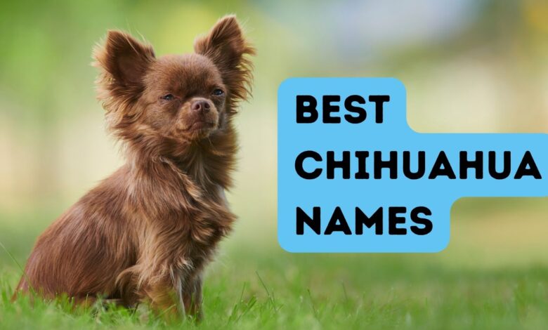 best chihuahua names