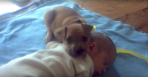 Abandoned puppy finally finds comfort with humans
