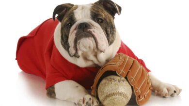 MLB 2022 Dog Friendly Baseball Game