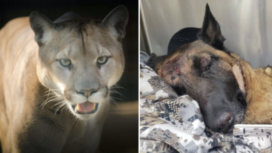 Belgium's Malinois saves humans from mountain lions but suffers terrifying skull fractures