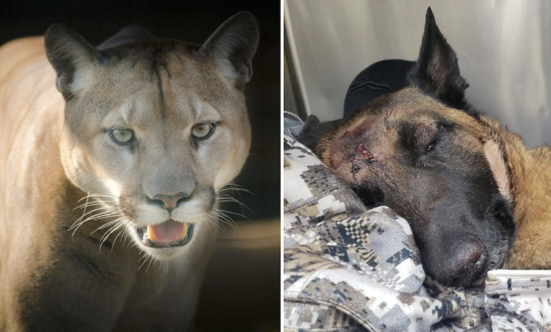 Belgium's Malinois saves humans from mountain lions but suffers terrifying skull fractures