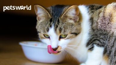 5 best cat food brands in India for adult cats and kittens